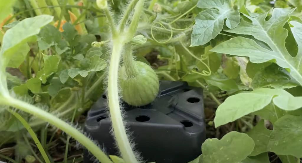 Watermelon Flower Pollination